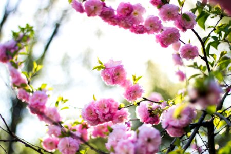 macro shot of cherry blossom