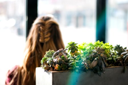 succulents in pot