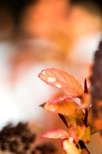Canada, Detail, Forest