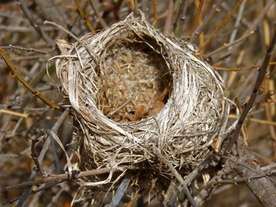 Tree birds incubate