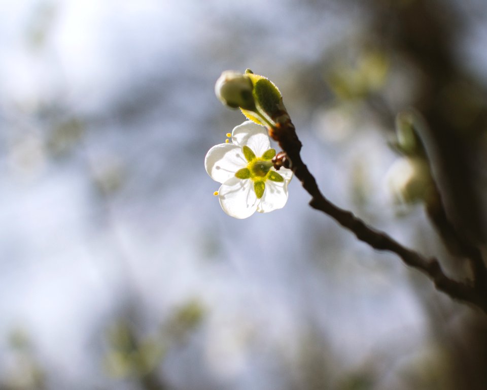 Nature, Tree, White flower