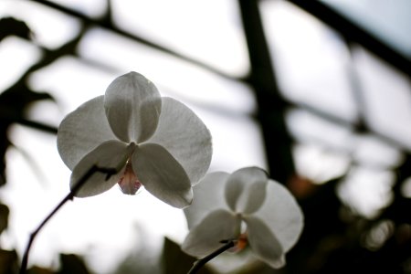 Bucharest, Romania, Botanical