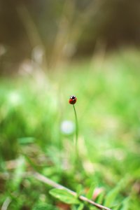 Piatra neam , Romania, Grass