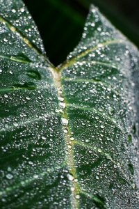 Bucharest, Romania, Botanical photo