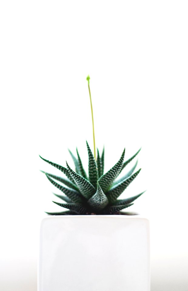 Aloe Vera plant on white vase