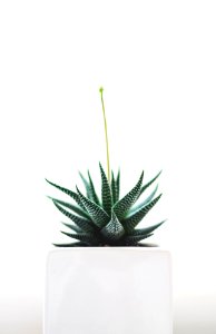 Aloe Vera plant on white vase