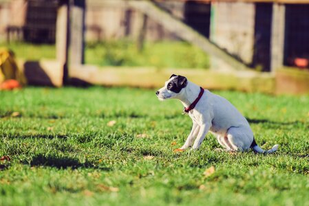 Canine cute dog photo