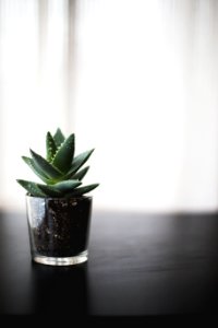 selective focus photo of succulent plant on black surface photo