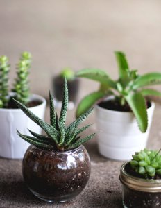 green plants on pots photo