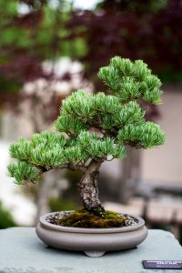 shallow focus photo of bonsai plants photo