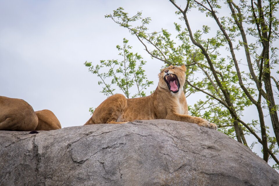 Wildlife animal cat photo