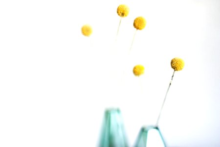 yellow flower shallow photography
