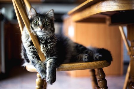 brown tabby cat on wooden windsor chair photo