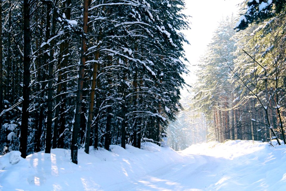 Siberia, Russia, Cedar