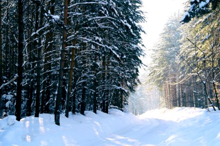 Siberia, Russia, Cedar