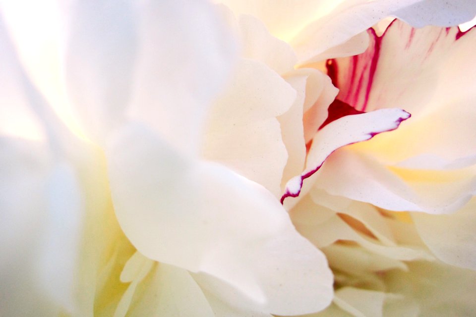 white and pink flower