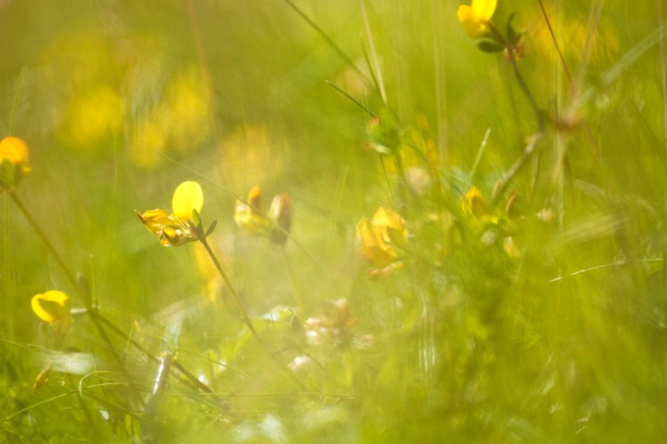 Norway, Summer, Bokeh