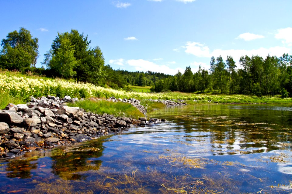 Vgl, Norway, Forest