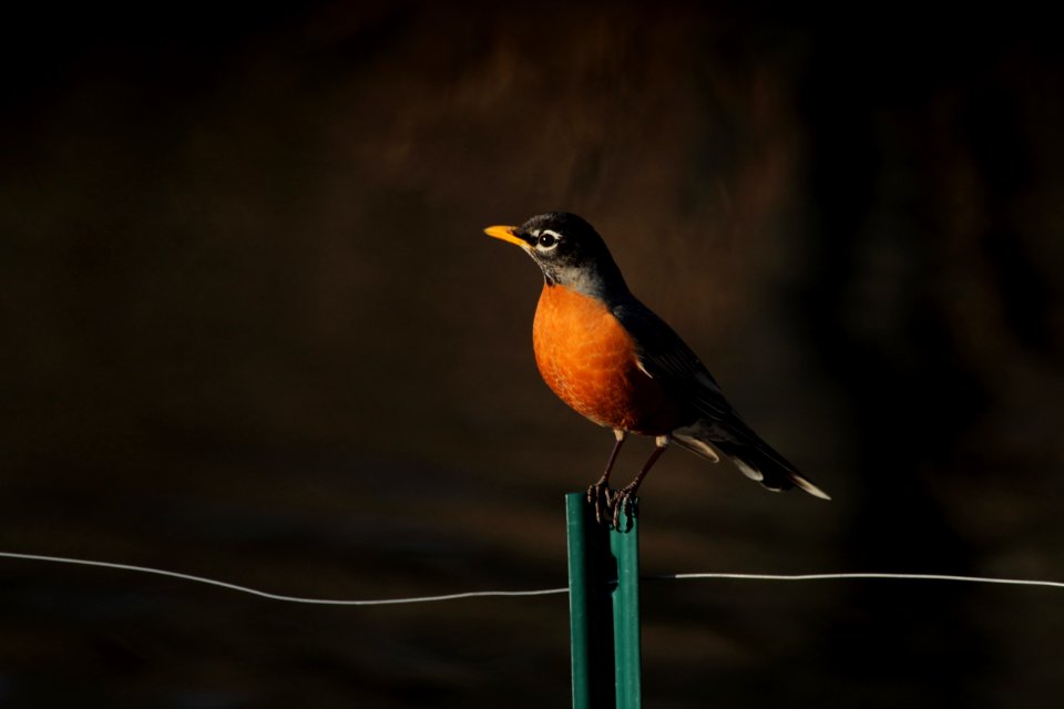 focus photography of brown and black bird