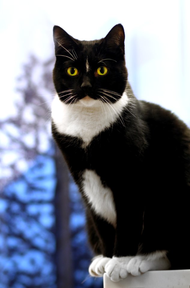 Cat, Poise, Fur