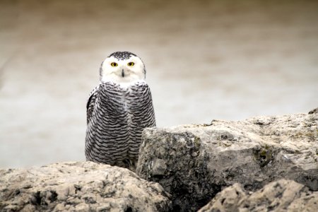 owl on rocks during daytime photo