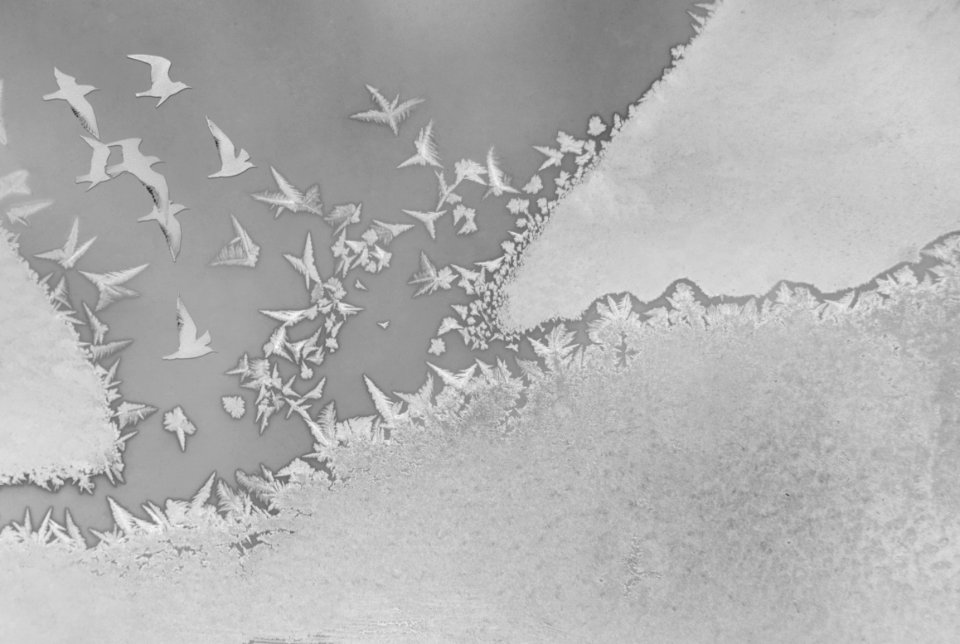 Pattern, White, Gull