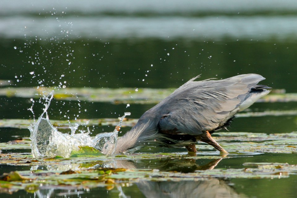 Indiana, United states, Fish