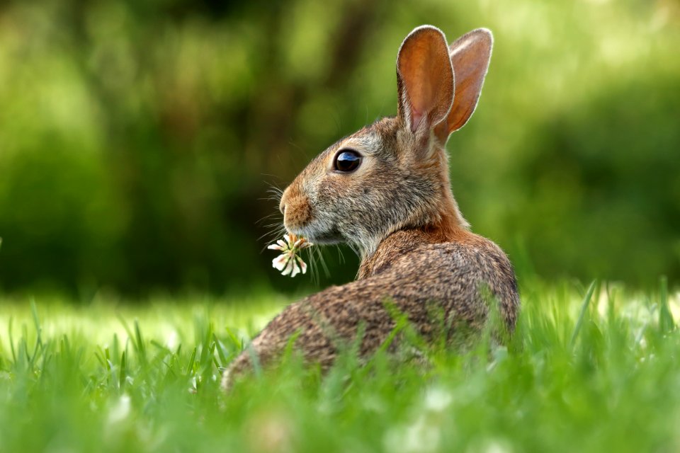 selective focus photo of brown rabbit on grasses photo