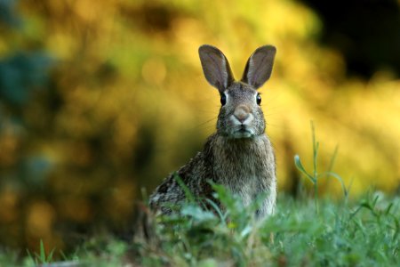 selective focus photography of brown rabbit photo