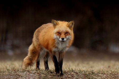 red fox photo