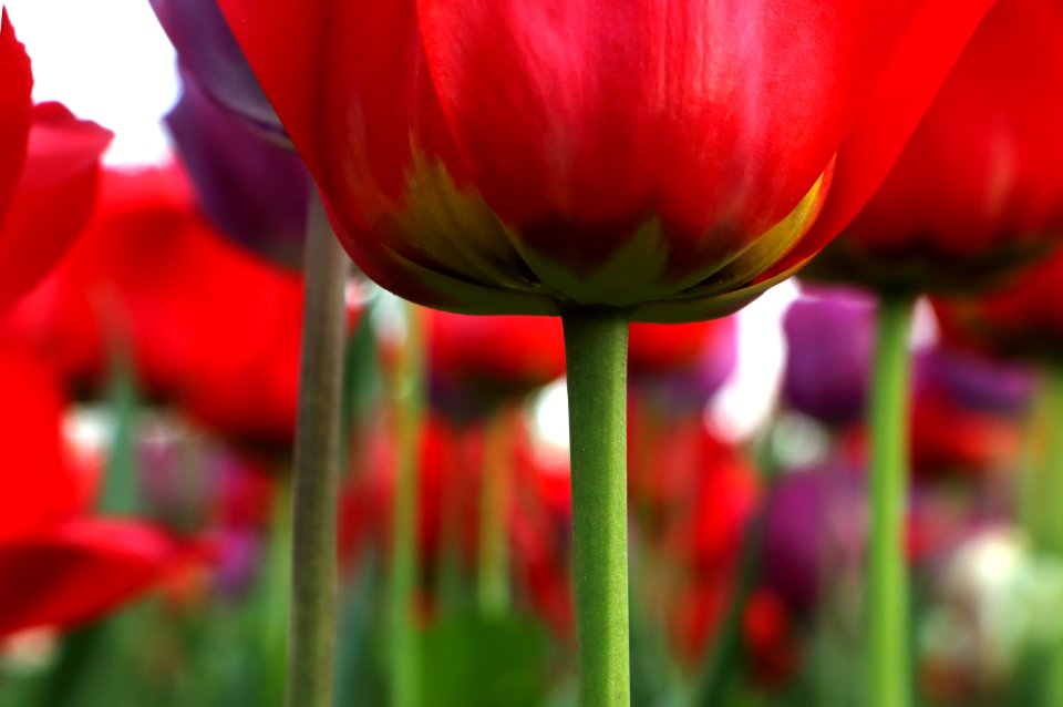 Toledo botanical garden board inc, Toledo, United states
