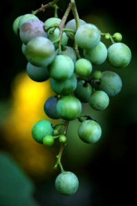 Toledo, United states, Wine