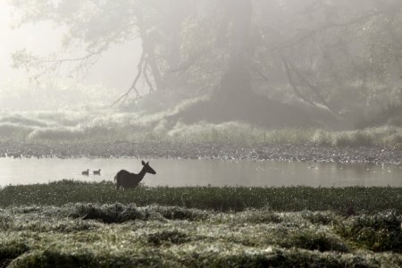 Deer, Wildlife, River