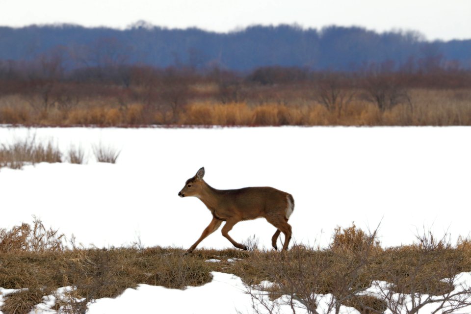 Snow, Nature, Trot