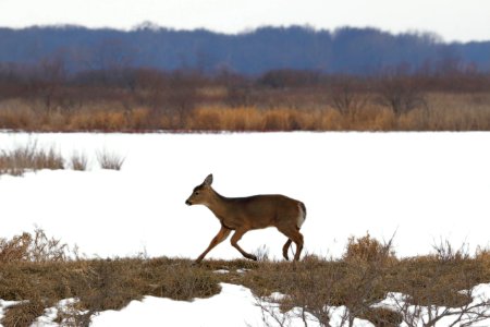 Snow, Nature, Trot