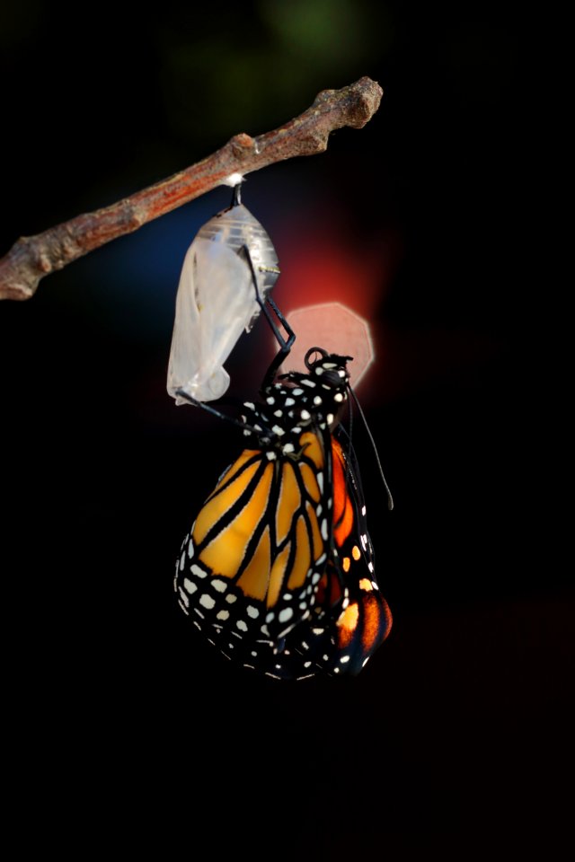 Butterfly, Monarch, Crysalis