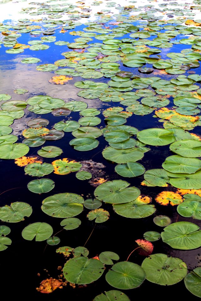 Lily pads, Water foliage, Leaves