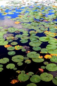 Lily pads, Water foliage, Leaves