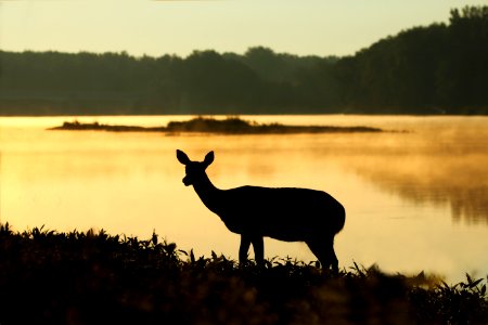 silhouette of deer near lake