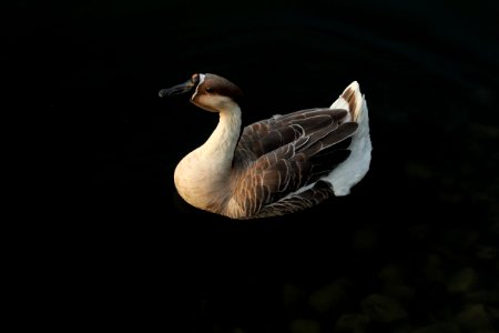 Goose, Chiaroscuro, Mutt photo