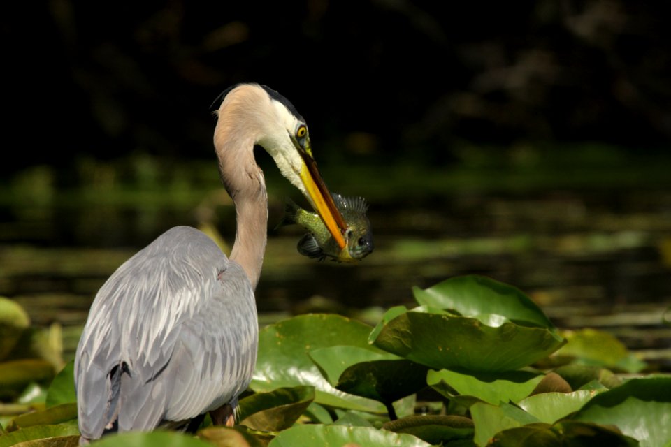 great blue heron catching fish during daytime