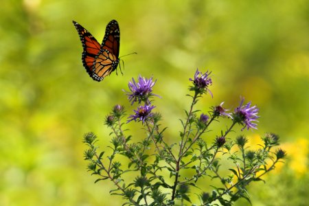 selective focus photography of brown and black butterfly flying near blooming purple petaled flowers photo