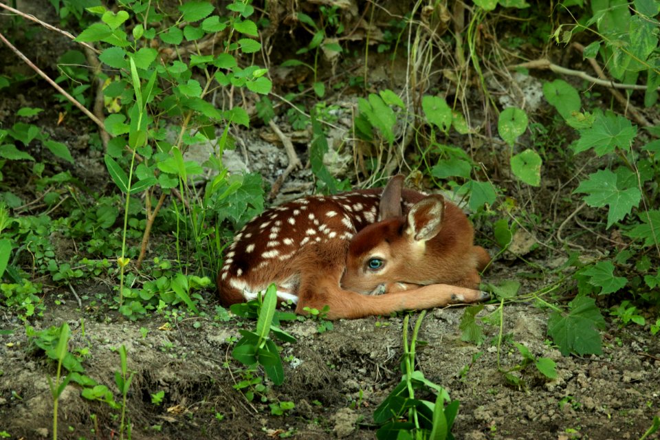 Waterville, United states, White tailed deer