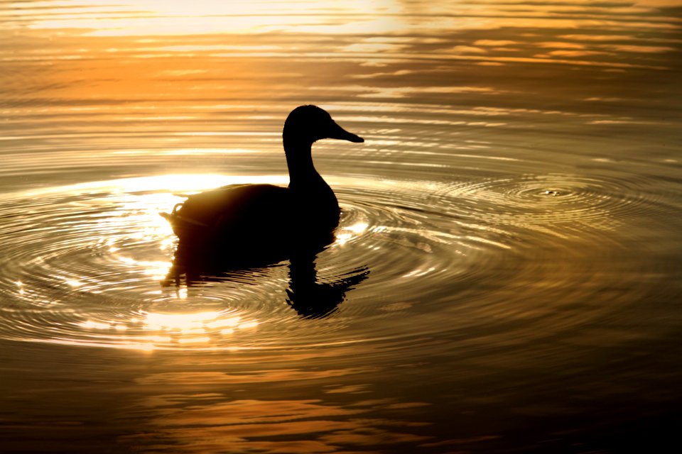 Gold, Duck, Serence