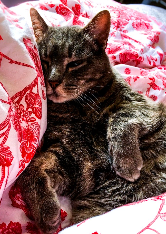 Bedroom, Bed, Feline