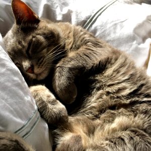 Smile, Sleep, Sunlight