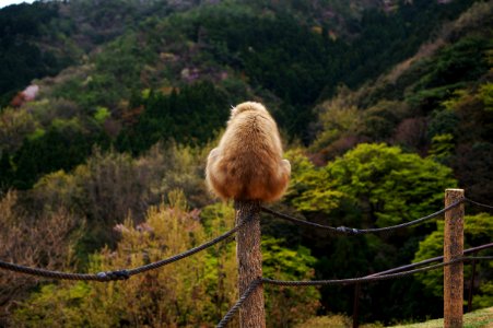 Kyoto, Japan, Mountain