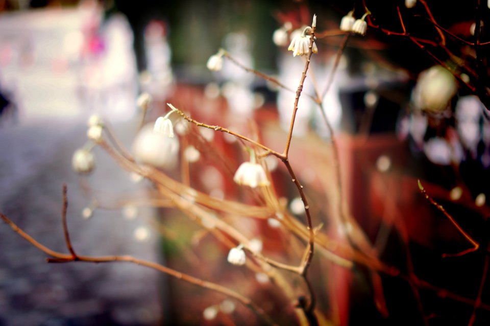 Nikko, Japan, Dainty