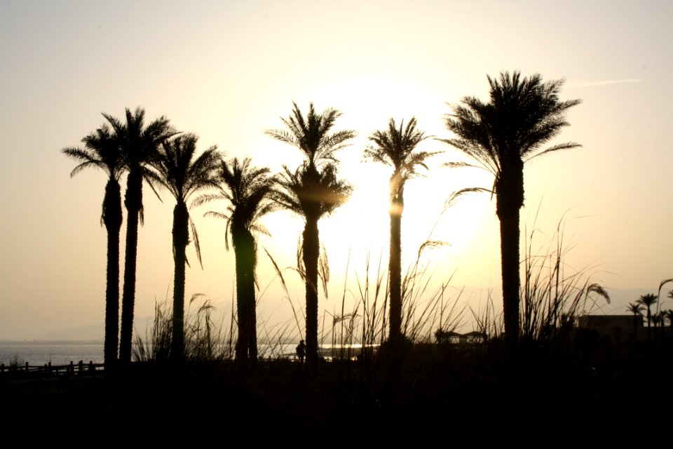 Isla cristina, Spain, Palm tree
