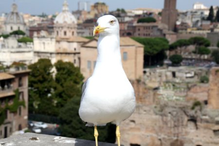 Rome, Italy, Seagull photo